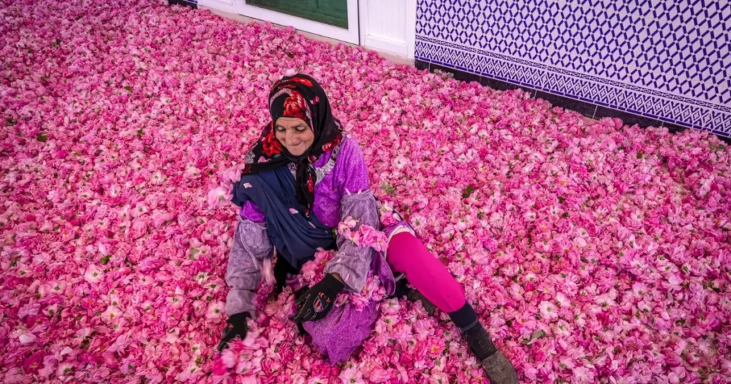 Rose Festival
